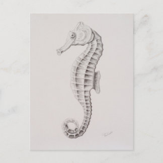 Coastal Seahorse Drawing Postcard