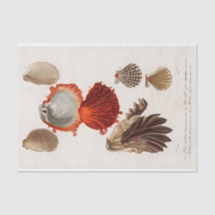 coastal seashell watercolor  tissue paper
