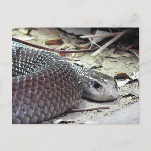 Coastal Taipan Postcard (Front)
