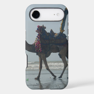 Coastal tribal Camel.JPG