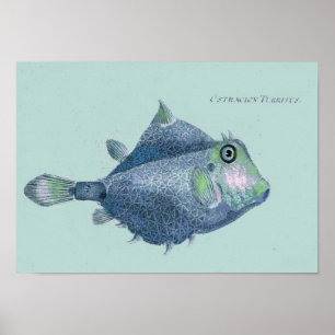 Coastal - vintage tropical fish poster