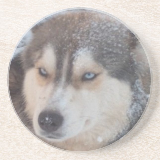 Coaster Husky (Front)