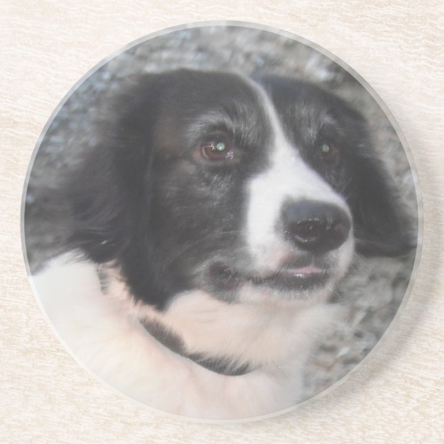 Coaster Sprollie Smiling (Front)