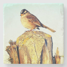 Coaster White-crowned Sparrow on Post Design