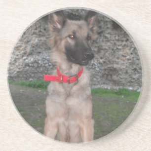 Coaster With German Shepherd