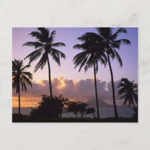 Coastline St. Kitts Postcard