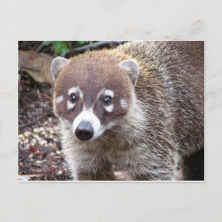Coati Postcard
