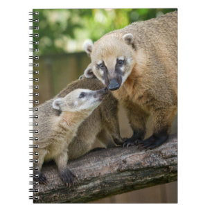 Coati Pup Shares a Tender Moment with Mum Notebook