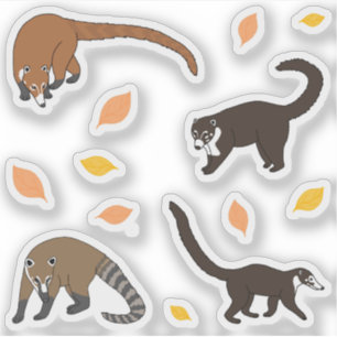 Coatis