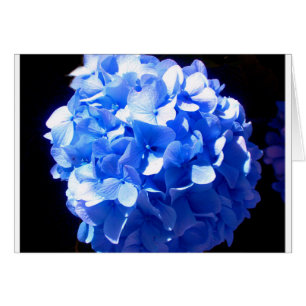 Cobalt blue floral elegant blue hydrangeas