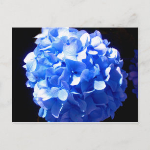 Cobalt blue floral elegant blue hydrangeas  postcard