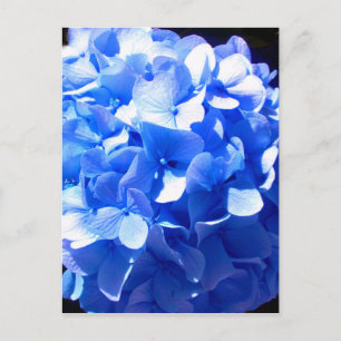 Cobalt blue floral elegant blue hydrangeas postcard