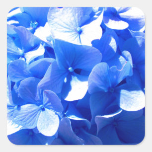 Cobalt blue floral elegant blue hydrangeas  square sticker