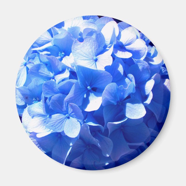 Cobalt Blue Hydrangea Magnet (Front)