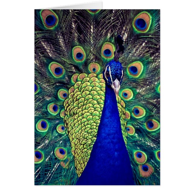Cobalt Blue Peacock (Front)