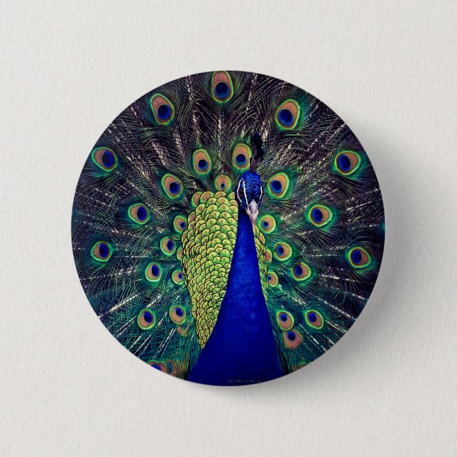 Cobalt Blue Peacock 6 Cm Round Badge (Front)