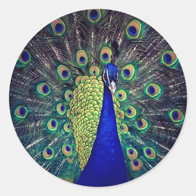 Cobalt Blue Peacock Classic Round Sticker (Front)