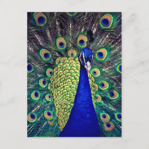Cobalt Blue Peacock Postcard