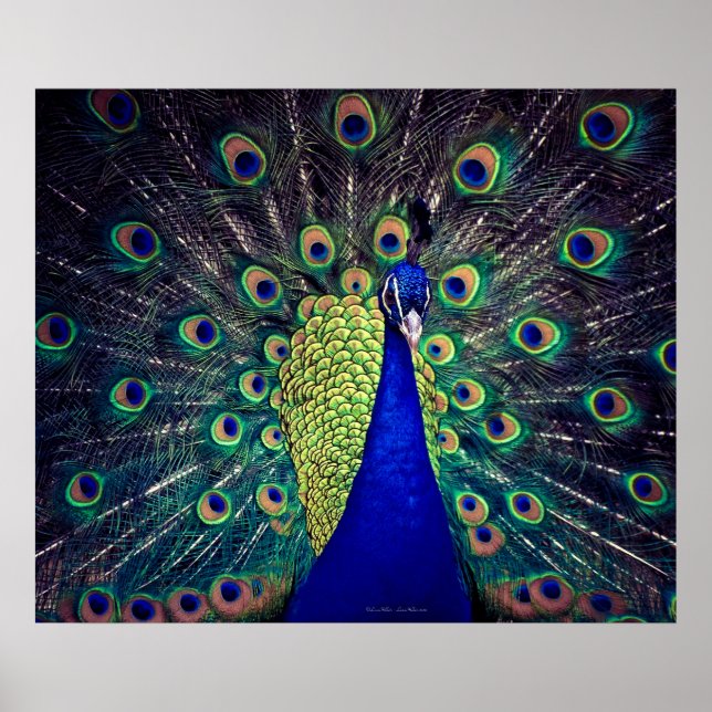 Cobalt Blue Peacock  Poster (Front)