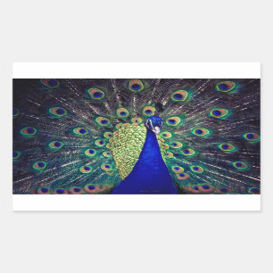 Cobalt Blue Peacock Rectangular Sticker