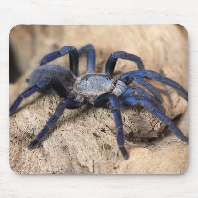 Cobalt Blue Tarantula Spider Mouse Mat (Front)