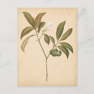 Cobalt Deco Panel I Postcard