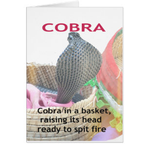 Cobra in a Basket Ready to spit Fire