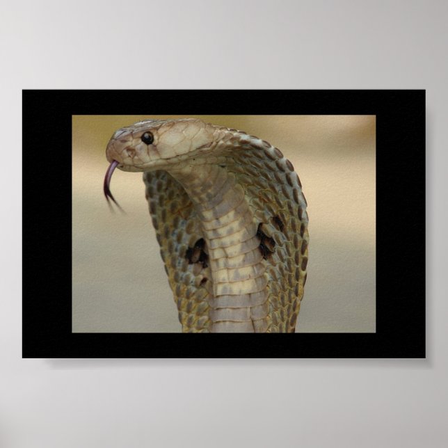 COBRA POSTER (Front)