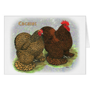 Cochin: Golden-laced2