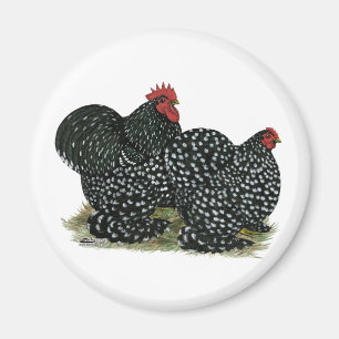 Cochin Mottled Chicken Pair Magnet