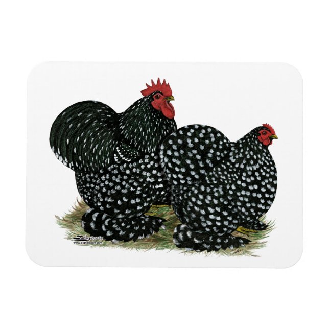 Cochin Mottled Chickens Magnet (Horizontal)