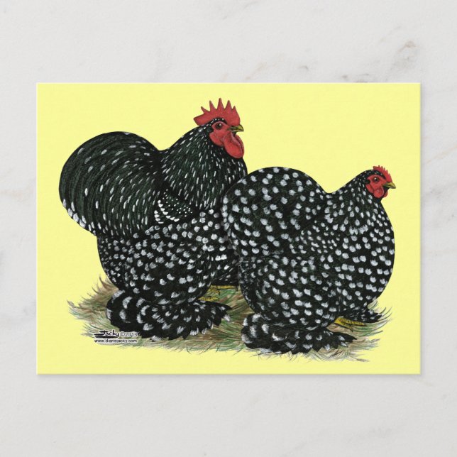 Cochin Mottled Chickens Postcard (Front)