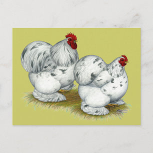 Cochin:  Splash Bantams Postcard