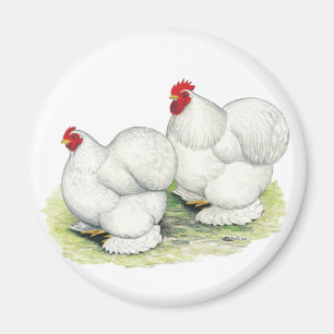 Cochin: White Bantams Magnet