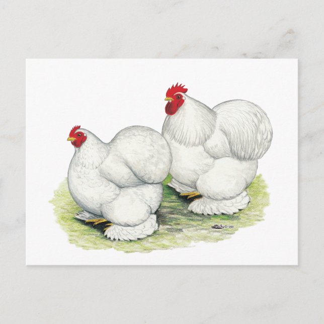 Cochin:  White Bantams Postcard (Front)