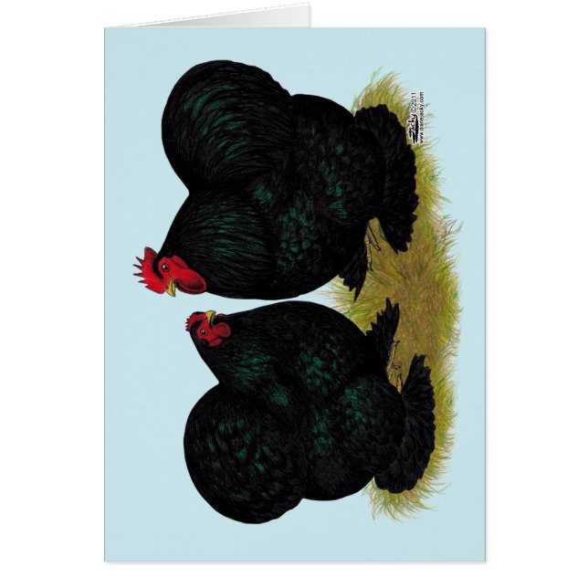 Cochins Black Bantam Pair (Front)