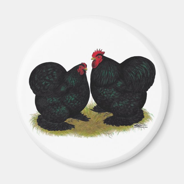 Cochins Black Bantam Pair Magnet (Front)