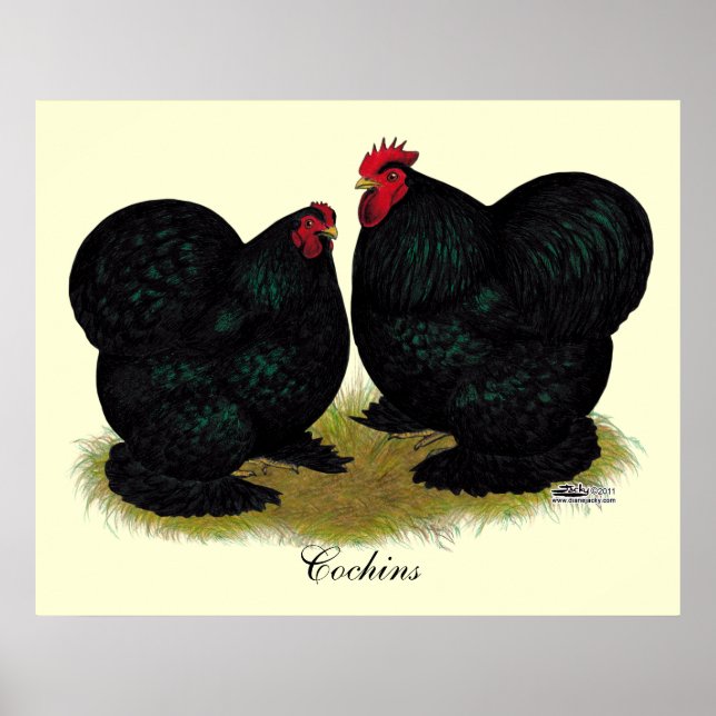 Cochins Black Bantam Pair Poster (Front)