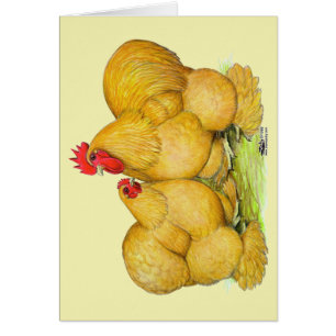 Cochins Buff Pair