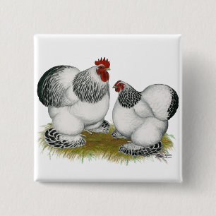 Cochins:  Columbian Bantams 15 Cm Square Badge
