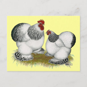 Cochins:  Columbian Bantams Postcard