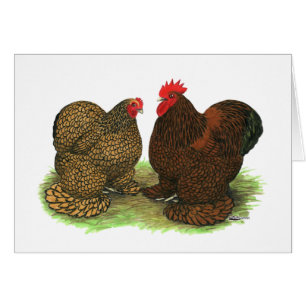 Cochins: Golden-laced