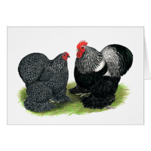 Cochins: Silver-penciled