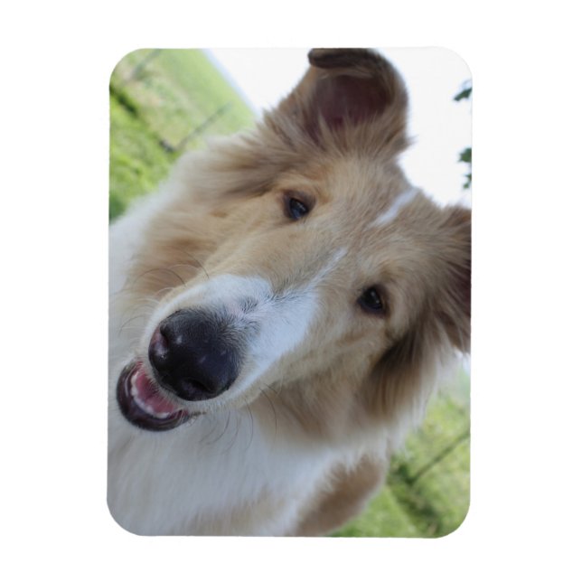 Cock-eyed Collie Magnet (Vertical)