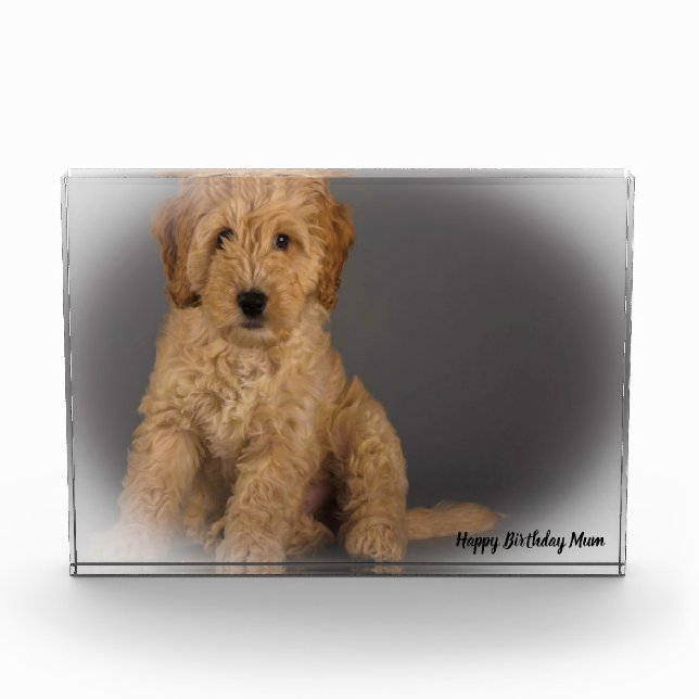 Cockapoo Dog. Photo Block (Front)