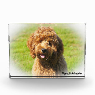 Cockapoo Dog. Photo Block