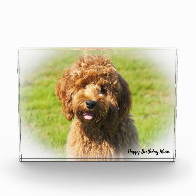 Cockapoo Dog. Photo Block (Front)