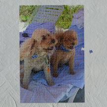 Cockapoo Dogs Tropical Beach Family Vacation Photo