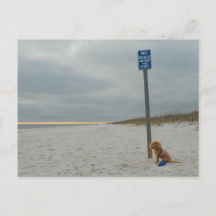 Cockapoo On the Beach, Postcard