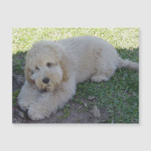 Cockapoo Puppy Dog Cute Animal Pets Fun Magnet